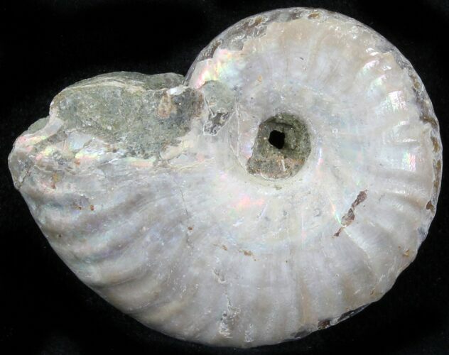 Silver Iridescent Ammonite - Madagascar #29861